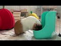 Crazy Guinea Pig sounds.  What do they mean?