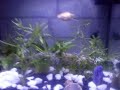 Nano aquarium: Roach Chubb  danios & mountain minows.