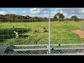 African Painted Dogs, Monarto Zoo