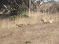 Dog vs. Coyote