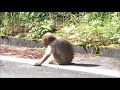 あの！有名な熊本のお猿カイ君、ルート君のような可愛い野生の日本猿を発見しました。。目の前に２００頭位のグループの移動中で迫力があり少し怖くてびっくりしました。#お猿のカイ君＃ルート君 #日本猿