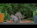 Cat TV for Cats to Watch 😸 Birds & Squirrels on a Garden Wall 🕊️ Bird Videos for Cats