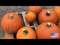 Pumpkin Season in USA