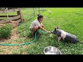 Training a Show Pig | Gizmo