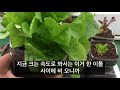 꽃보다상추35                                          상추 다 뜯어먹고 절대 버리지 마세요      👉아낌 없이 주는 상추 🥬🥬🥬