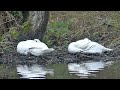 Cute  Mute Swans