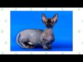 8 Munchkin Cat Breeds