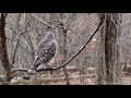 A Young Cooper's Hawk in the Ramble