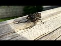 Cicada sound and video close up in New Zealand