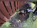 Small tree stump removal