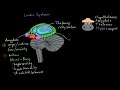 Emotions: limbic system | Processing the Environment | MCAT | Khan Academy