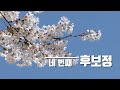 드론으로 벚꽃 이쁘게 촬영하는 방법(eng)