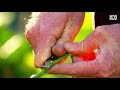 How to Prune a Citrus Tree | Citrus | Gardening Australia