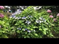 Hydrangea Macrophylla and Serrata season #shorts