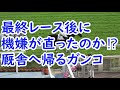 2021 函館競馬場の誘導馬 ガンコ 激怒る!! 現地映像