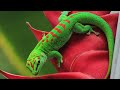 Beware of these 10 Lizards | Reptile Video