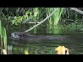 Bæveren i Danmark. /Dansk naturfilm/beaver/bæver/natur/søen/vandløb/bæveren/naturfilm/naturfotografi