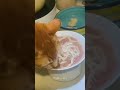 Kiggys eating #comedy #cat #catcatfunnyfightcompilation #kittty