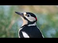 Trying something new, a short photostream of a woodpecker in 4K