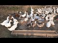 My Nephew Manggouhao(Kelevito)playing with his friends ducks.😝😝😝😝