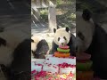 今天是莽妞妞的生日，祝她熊生顺遂，生日快乐【Panda：♀莽仔Mang Zai、♂灿灿Can Can】