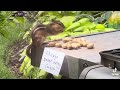 Chipmunk Peanut Eating Contest