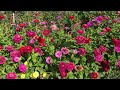 Dahlia, Zinnia, Fruit Tree Garden Tour, Utah, Oct 2021