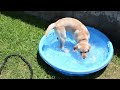 Lab Puppy playing in water