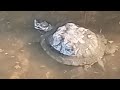 Tortoises live happily in the pool