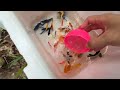 Great Catch Colorful Turtles In Eggs Surprise, Kim Kim Fish, Zebrafish, Guppies, Snakehead Fish