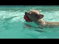 Swimming chihuahua Tina