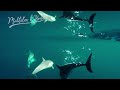 Healing songs of Dolphins & Whales | Deep Meditative Music for Harmony of Inner Peace