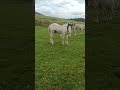 Brutus's cob foals