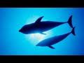 Georges Delerue - The Day of the Dolphin 【HD】