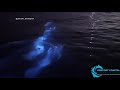 Dolphins swim in bioluminescent waves in Newport Beach
