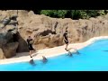 Les Dauphins - Loro Parque 2014