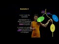 Neurotransmitters | Ionotropic and Metabotropic Receptors of the Synapse