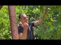 Summer Pruning Fruit Tree Tips A-to-Z | DEMO with AFTER RESULTS!