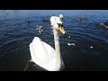 🇮🇪🦢 MUTE SWAN FAMILY🐥2 TINY FURRY BABY MUTE SWAN CYGNETS🐥POCHARD DUCK🐥MALLARD DUCKS🐥#zen🐥SUBSCRIBE🙏😇