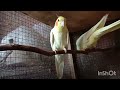 Cockatiels So Cute || Khalivite Animals