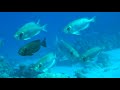 Коралловый риф: Подводный мир Египта. / Документальный фильм