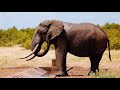 African Safari Relaxation Video