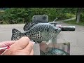 Painting a Crappie Replica Fish Mount Reproduction Taxidermy