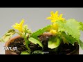 Growing Cucumber 60 Days Timelapse - Seeds to Flowers