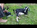 How Goat give birth