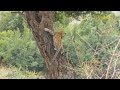 Hungry Lion Ambushed Attacked Hyenas And Unexpected Ending Happened!