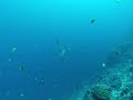 Mola Cleaning - Mola Mola (Sunfish) Diving in Indonesia