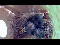 Day 9 - Baby bluebird fecal sac #birdwatching #birding #birds #bluebird