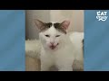 Aggressive, Feral Cat Loves To Cuddle Now | The Dodo Cat Crazy