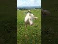 Cremello cob yearling Sonny